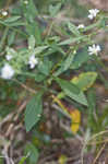 Calico aster